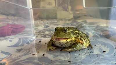 Lemon the African Bullfrog is so polite!