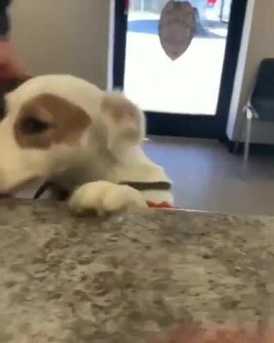 shelter dog with a huge smile being adopted..