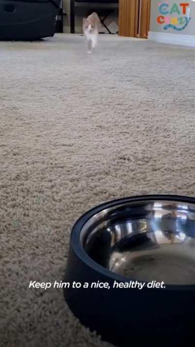 Food obsessed cat send to his 