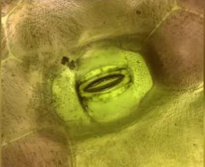 This is how plants breathe.