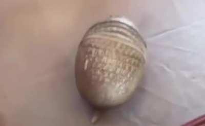 Here's an armadillo catching a ball
