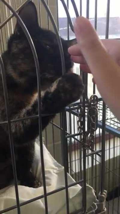 Volunteered at a shelter, Nick and Nora are the most gentle cats asking for pets 💕 They were adopted soon after