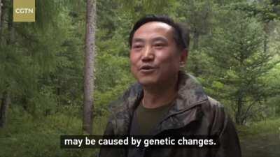 First albino red panda spotted in SW China nature reserve