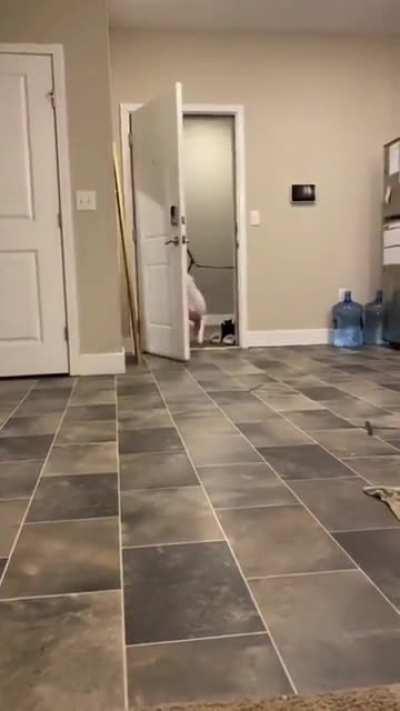 Don't try to stop me, hooman... my branch, my rules.