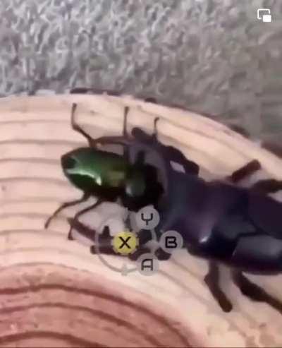 Rules of nature as it is