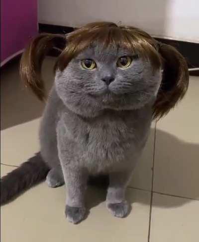 when i revisited the anime a bit, but my cat is just a charm