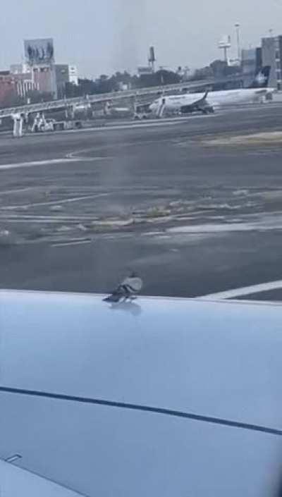 Pigeon falls off a wing