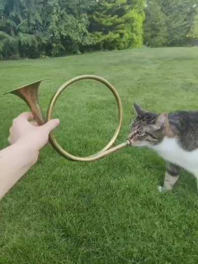 Bugler Cat. (from the discord)