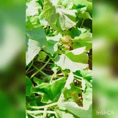 Hi, Reddit!!! just another one of my usual day. Yesterday was a day off, so I canned cucumbers again;)