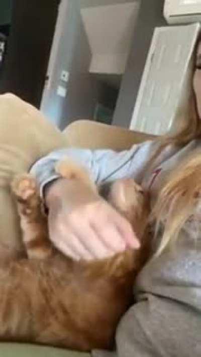 Most gentle ginger ever