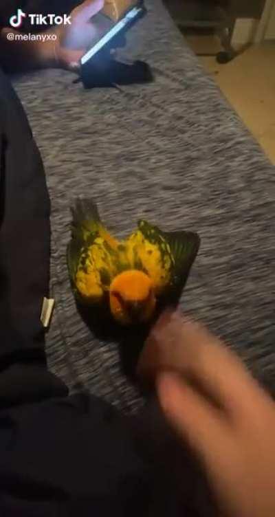 DEscEndENt of fUcKin diNoSauR riPs MaNs haNd cLeAn ofF