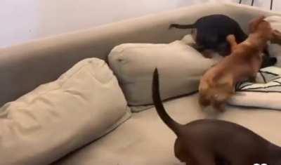 Only good dogs get good treats