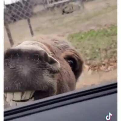 Wholesome donkey is wholesome