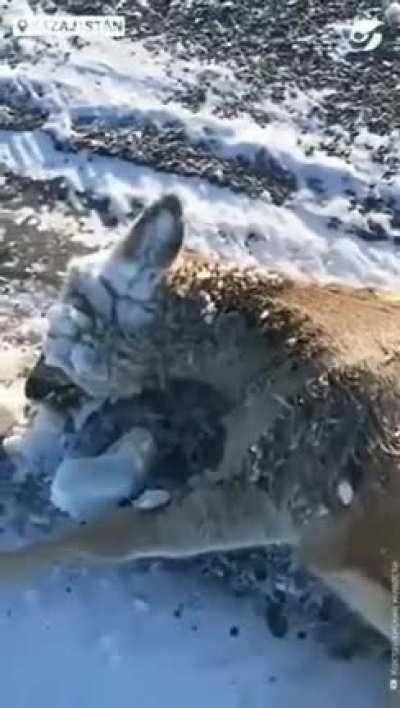 Removing Frozen ice from Frozen elk in Kazakhstan.