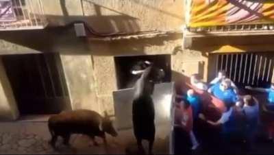 Bull: He didn’t just do that! Idiot: Oh Fuck!