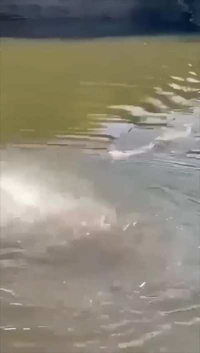 Cow skull eaten by piranhas 