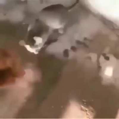 Un gato:existe*///las pibas:que bonito gato///Los pibardos😎👌: