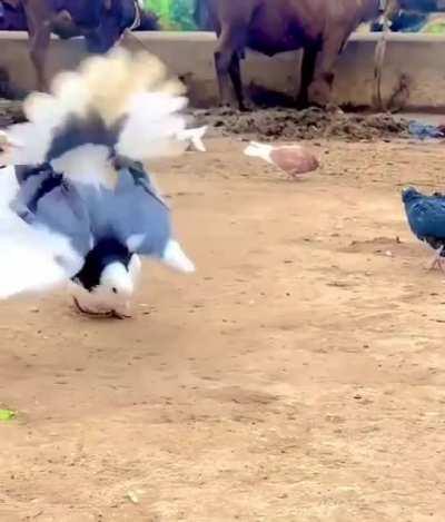 🔥 Pigeon Can Do Back Flips..