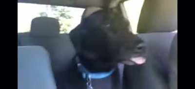 Little guy excited for the park