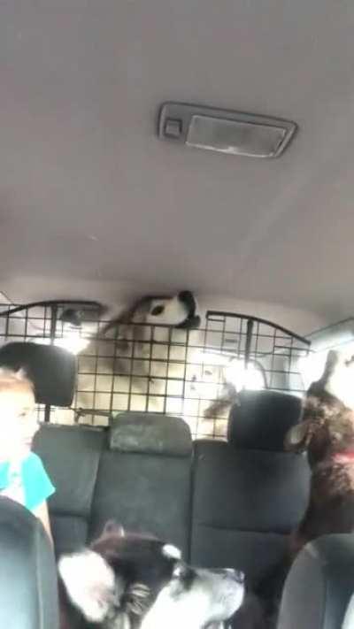 My Husky and Malamutes really like NPR's Morning Edition music