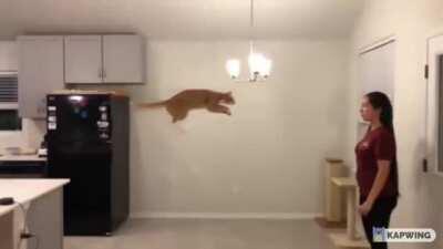 Cat jump gif **WITH APPROPRIATE AUDIO**