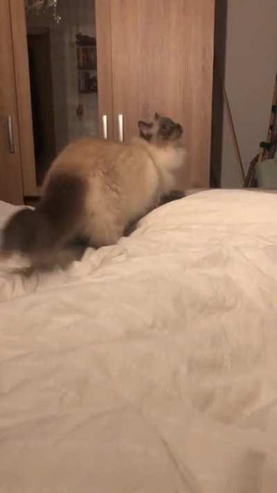 My cat likes to sleep next to my feet. ✨ No idea why