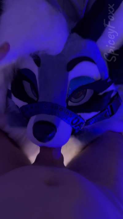 Looks like Icey got the greatest gift of them all.. Her muzzle painted white 😏 | OF: SpiceyFoxx