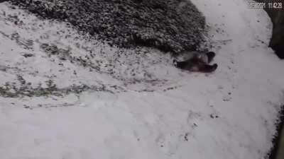 Pandas when it snows