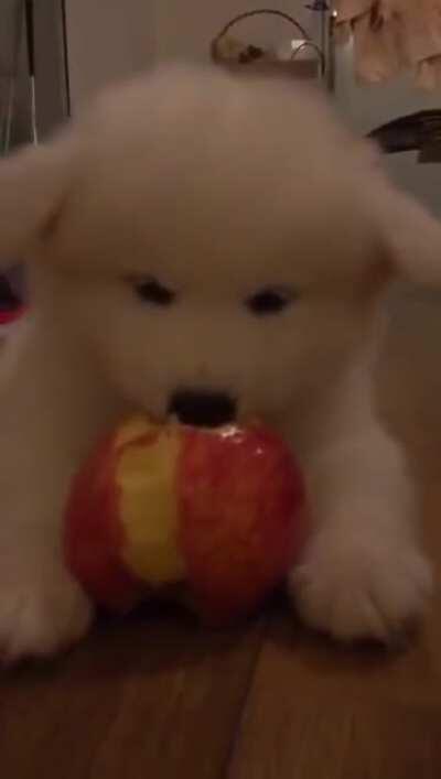A cute samoyed puppy eating an apple [Unintentional] [Puppy] [Eating]