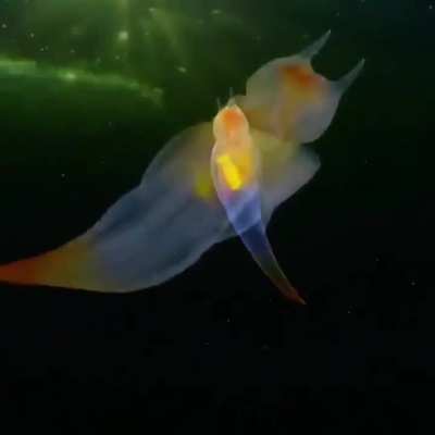 🔥Sea angel (Clione limacina) found in the cold waters of the Arctic and North Atlantic Oceans.
