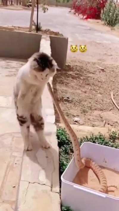 Goodbye dangernoodle.