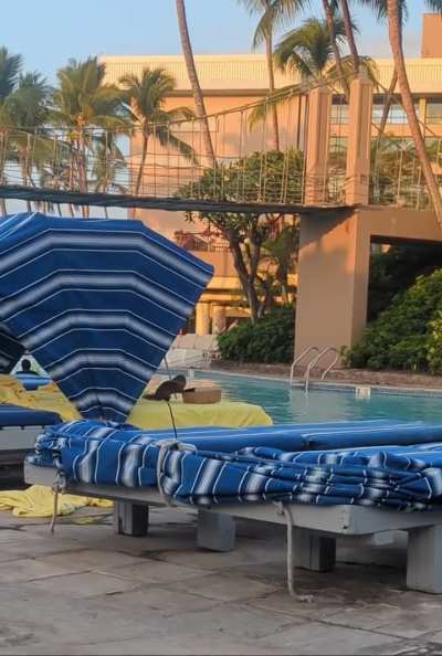 Takeout Bandit Mongoose