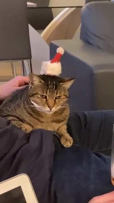 My SIC trying to feel festive…