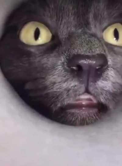 Life Of The Last Treat In The Container