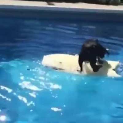 THAT'S GOT TO BE THE BEST PIRATE I'VE EVER SEEN! 🏴‍☠️🐕‍🦺