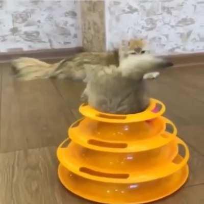 Kitten swallowed up by a toy volcano