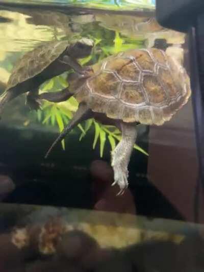 Watch till the end. Wano and little dressrosa. Nihon Ishigame fun! 🐢🪨