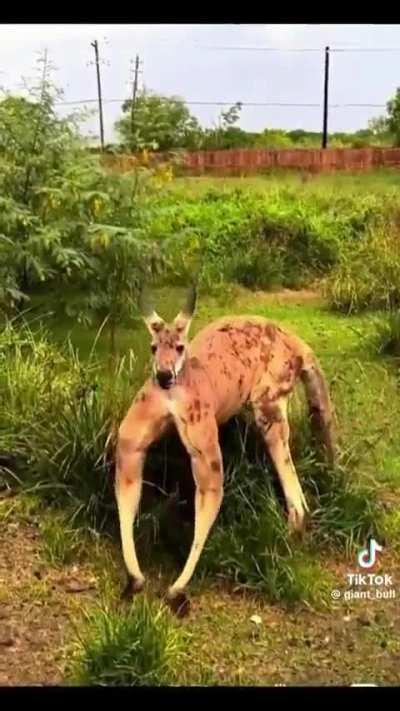 A ripped kangaroo flexing muscles 💪🦘💪