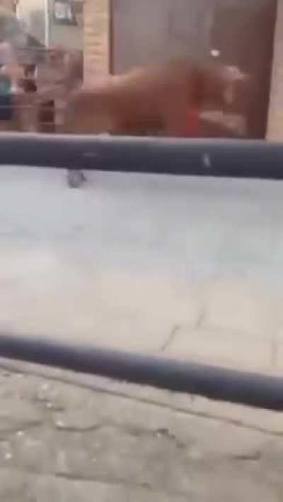 Public amateur matador practice..