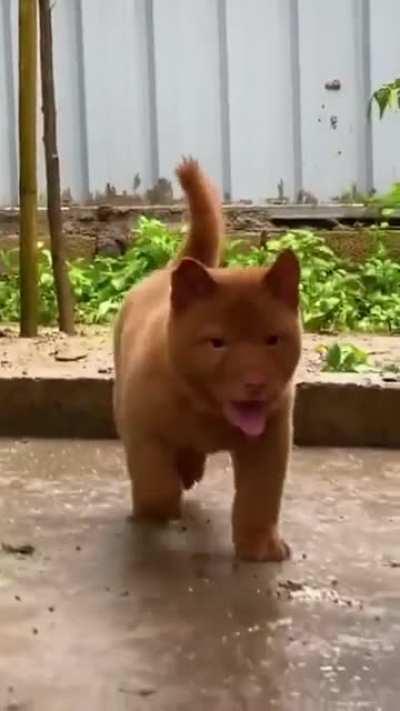 This dog looks like a bear.