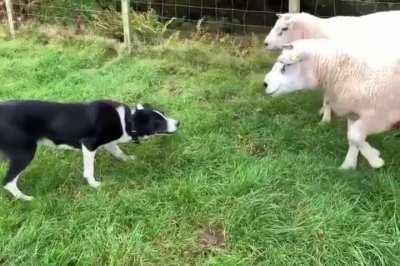 The border collie knows how to tame and herd the sheep..