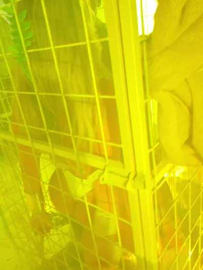 Dancing at a very colorful party in a cage…. Guess how this party ended…