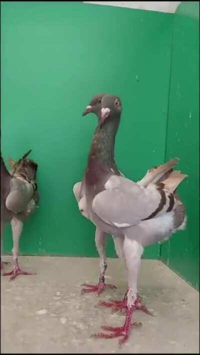 Thanks, I hate leggy chicken pidgeons