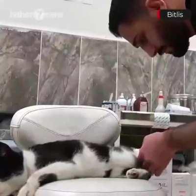 Cat with an injured leg went to ER and got help