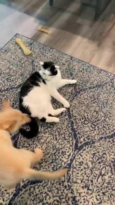 Is the cat playing? Sorry, I know this isn’t dog behavior necessarily but just wanted to know if I should intervene.