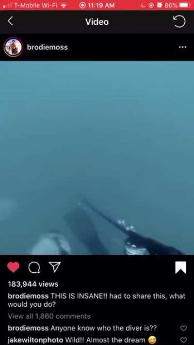 Jaws-Tier Shark Encounter