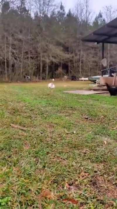 How this chicken runs