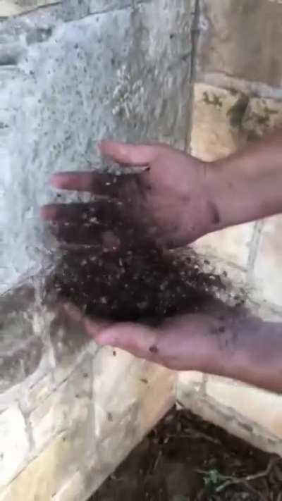 Just a bunch of hair... ooor