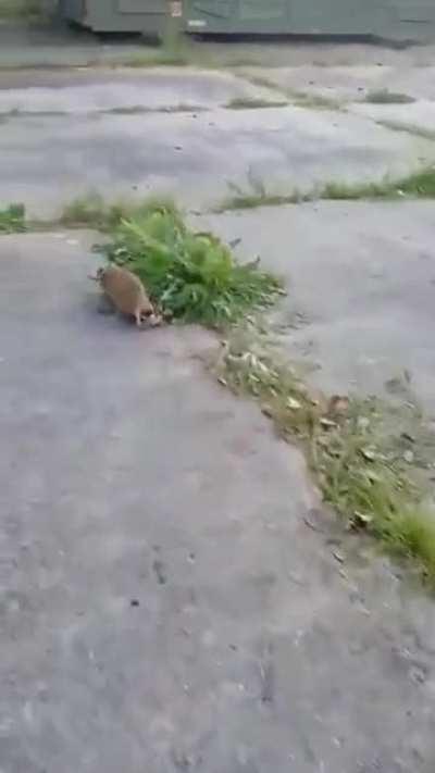 Frontal assault on Ukraine soldier by Critically Endangered European Hamster