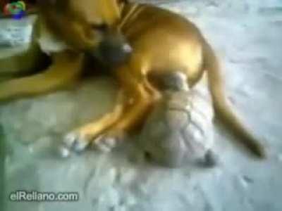 Tortoise bites dog's balls